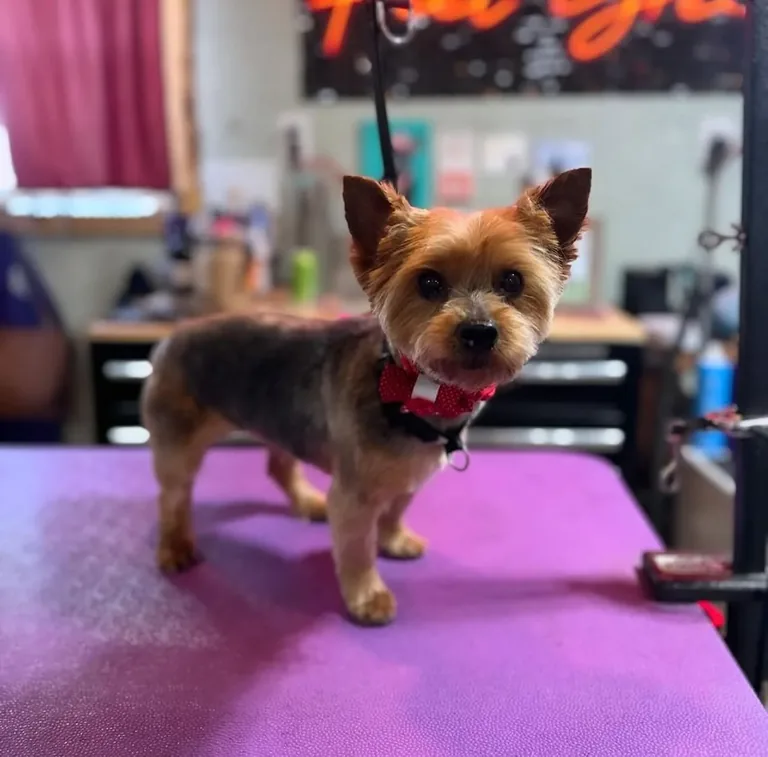 Freshly groomed dog at Best Friendz Too Grooming in Winston-Salem