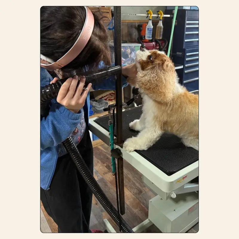 Erin Nunn blow-drying a dog after a bath at Best Friendz Too Grooming in Winston-Salem, NC.