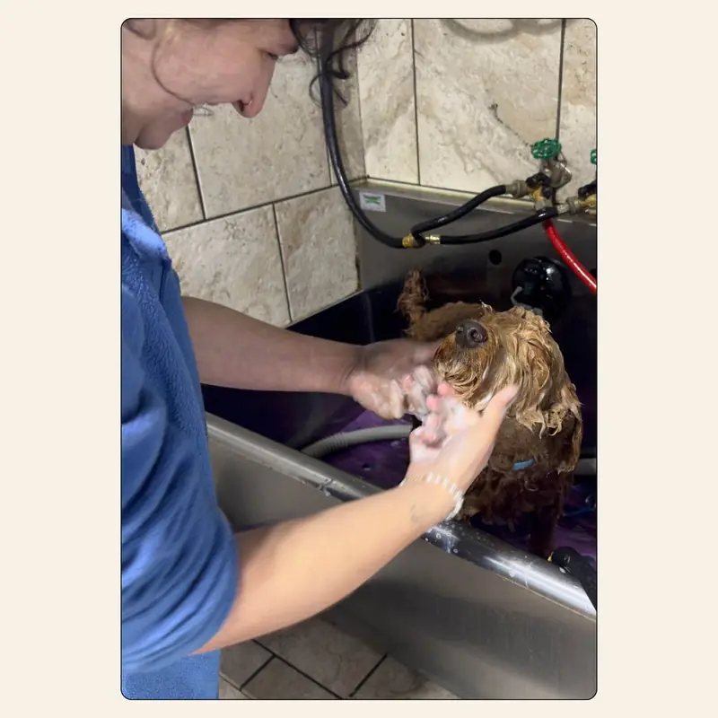 Erin Nunn hand-washing a dog during a bath at Best Friendz Too Grooming in Winston-Salem, NC.