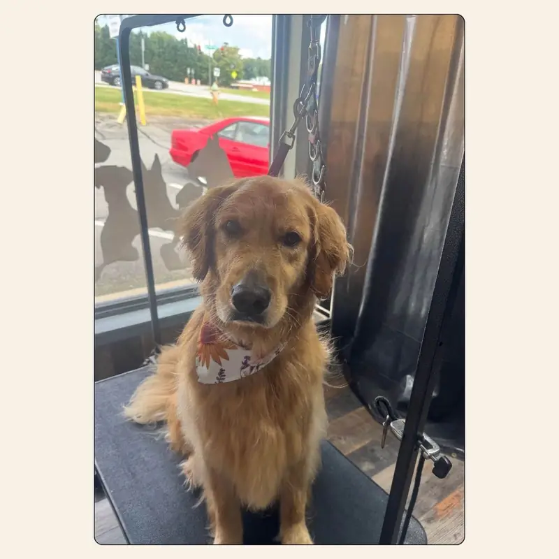 Golden Retriever after a bath and blow-dry by Erin Nunn at Best Friendz Too Grooming in Winston-Salem, NC