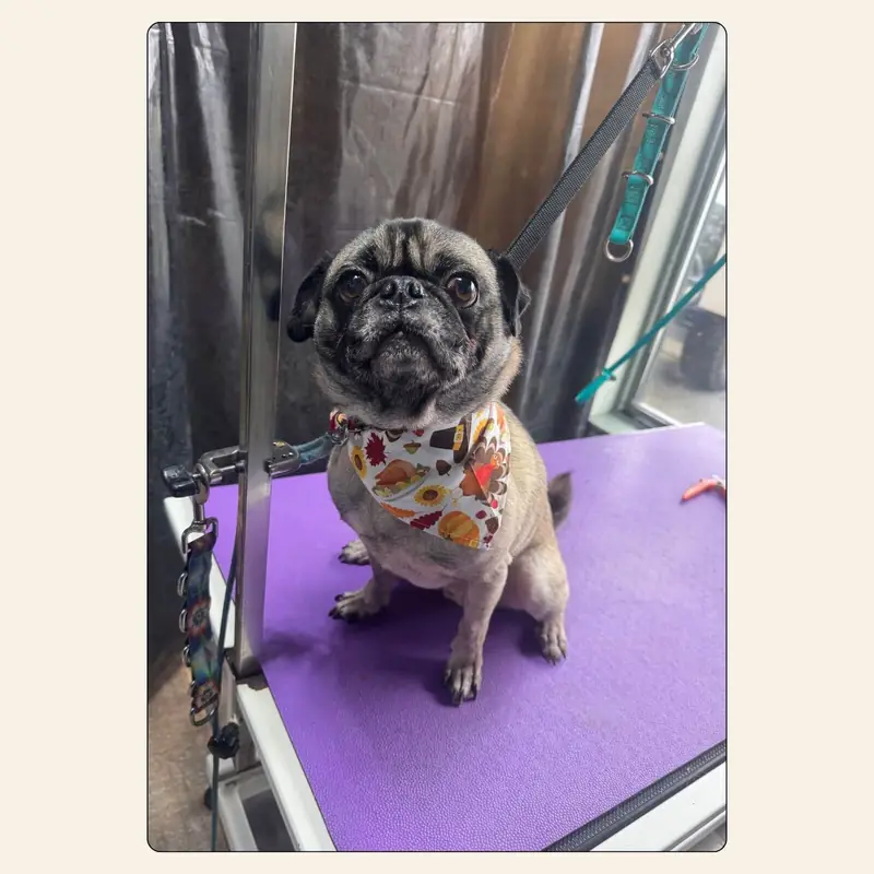 Pug after a bath and blow-dry by Erin Nunn at Best Friendz Too Grooming in Winston-Salem, NC