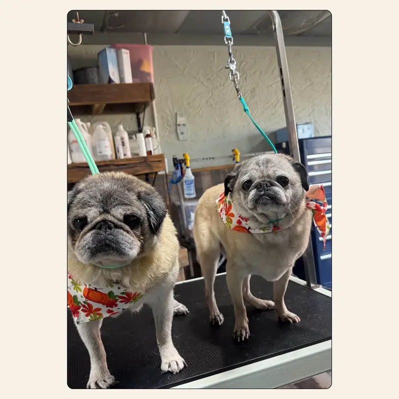 Two pugs after bath and blow-dry services by Erin Nunn at Best Friendz Too Grooming in Winston-Salem, NC