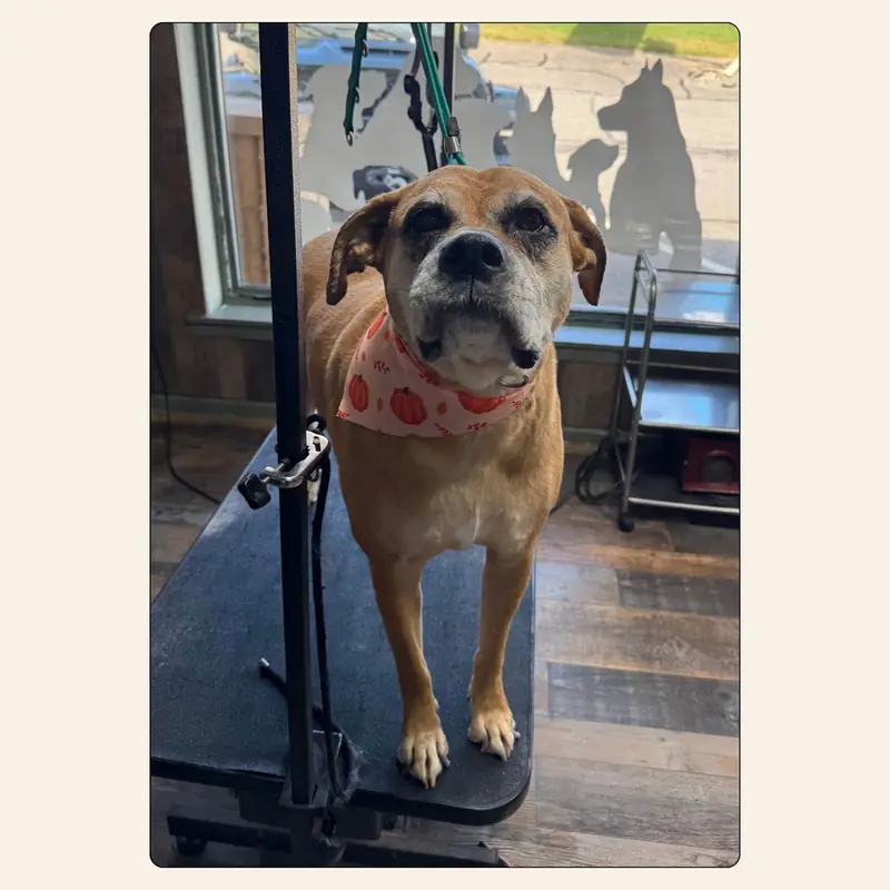 Senior dog after a gentle bath and blow-dry by Erin Nunn at Best Friendz Too Grooming in Winston-Salem, NC