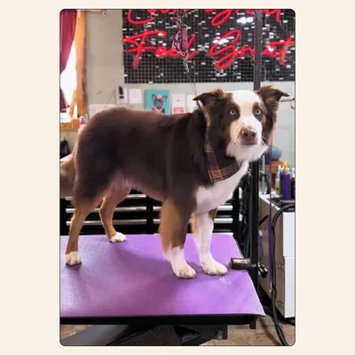 Australian Shepherd tidy trim with brushed coat and plaid bandana styled by Jaden Blose at Best Friendz Too Grooming in Winston-Salem, NC.