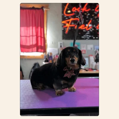Dachshund grooming by Jaden Blose at Best Friendz Too Grooming in Winston-Salem, NC.