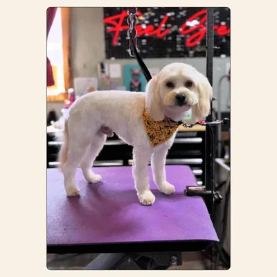 Maltipoo clean groom with rounded ears and yellow bandana styled by Jaden Blose at Best Friendz Too Grooming in Winston-Salem, NC.
