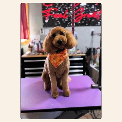 Mini Doodle teddy bear groom with rounded head, fluffy ears, and fall pumpkin bandana styled by Jaden Blose at Best Friendz Too Grooming in Winston-Salem, NC.