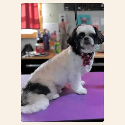 Shih Tzu grooming by Jaden Blose at Best Friendz Too Grooming in Winston-Salem, NC.