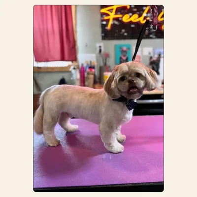 Shih Tzu mix clean groom with short even coat and navy bowtie styled by Jaden Blose at Best Friendz Too Grooming in Winston-Salem, NC.