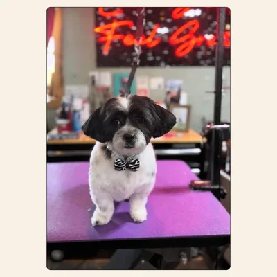 Shih Tzu mix clean groom with zebra bowtie styled by Jaden Blose at Best Friendz Too Grooming in Winston-Salem, NC.