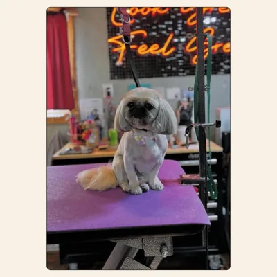 Shih Tzu puppy trim with rounded face, pastel collar, and fluffy tail styled by Jaden Blose at Best Friendz Too Grooming in Winston-Salem, NC.