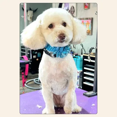 Bichpoo teddy-bear groom with fluffy face styled by Kelley Weeks at Best Friendz Too Grooming in Winston-Salem, NC