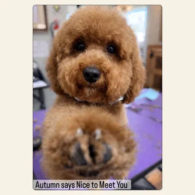 Goldendoodle teddy-bear haircut by Kelley Weeks at Best Friendz Too Grooming in Winston-Salem, NC
