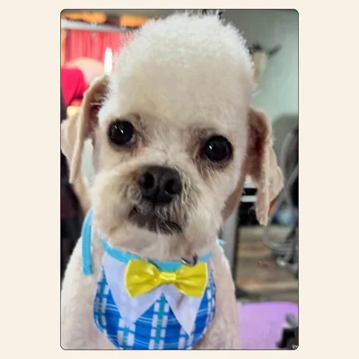 Maltipoo teddy-bear trim with rounded face and yellow bow styled by Kelley Weeks in Winston-Salem