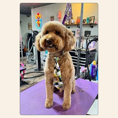 Mini Goldendoodle full groom with fluffy coat and clean trim by groomer Kelley Weeks