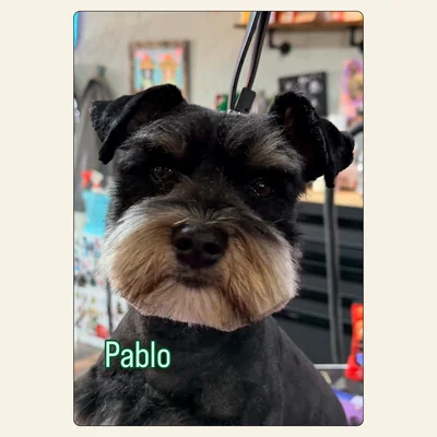 Mini Schnauzer groom with classic beard and brows by Kelley Weeks in Winston-Salem, NC