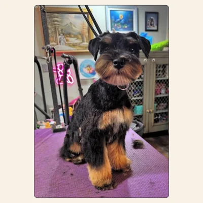 Miniature Schnauzer teddy-bear groom with soft rounded face by groomer Kelley Weeks