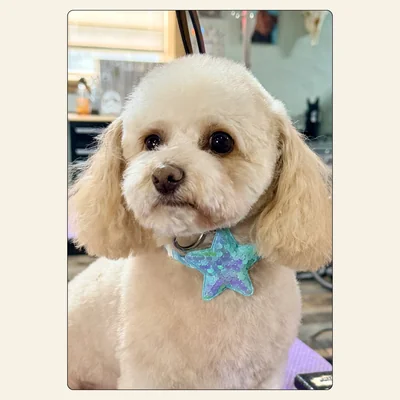 Poodle mix teddy-bear trim by Kelley Weeks at Best Friendz Too Grooming in Winston-Salem, NC
