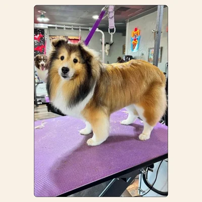 Sheltie grooming with brushed feathering and clean trim performed by Kelley Weeks
