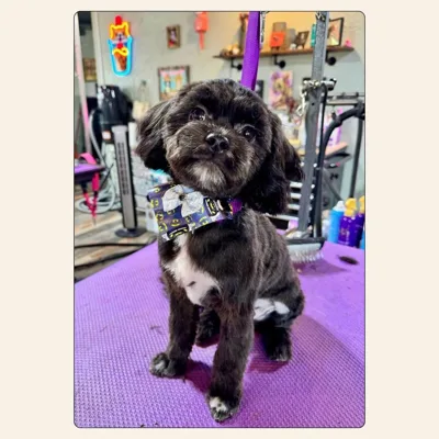 Shih Tzu mix puppy teddy-bear cut with fluffy rounded features by Kelley Weeks