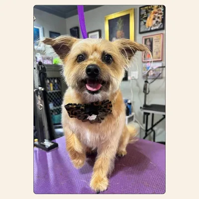 Small terrier mix groom with tidy coat and expressive face by Kelley Weeks
