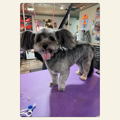Yorkie mix groom styled by Kelley Weeks at Best Friendz Too Grooming in Winston-Salem, NC