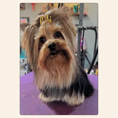 Yorkshire Terrier long-coat groom with silky brushed finish styled by Kelley Weeks