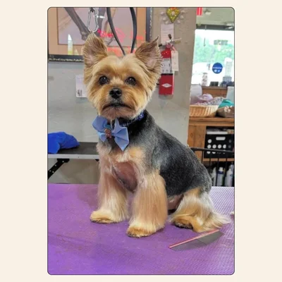 Yorkshire Terrier puppy cut with soft rounded features styled by Kelley Weeks