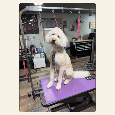 Doodle with a fresh cut and tidy outline by Tori at Best Friendz Too Grooming in Winston-Salem, NC.