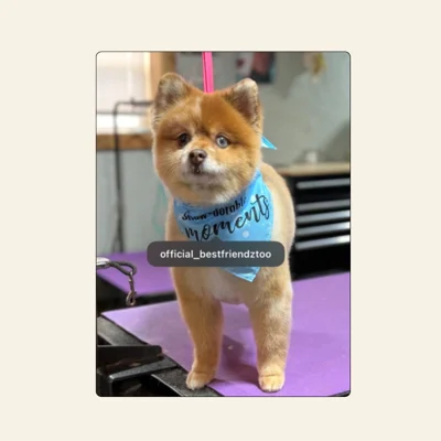 Pomeranian grooming with plush teddy-style trim by Tori Weaver at Best Friendz Too Grooming in Winston-Salem, NC.