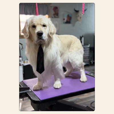 Senior Golden Retriever after a gentle groom by Tori at Best Friendz Too Grooming in Winston-Salem, NC.