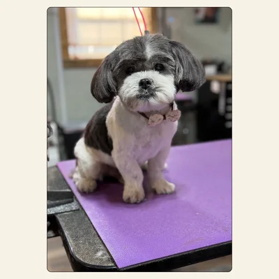 Shih Tzu with a clean face and smooth finish groomed by Tori at Best Friendz Too Grooming in Winston-Salem, NC.
