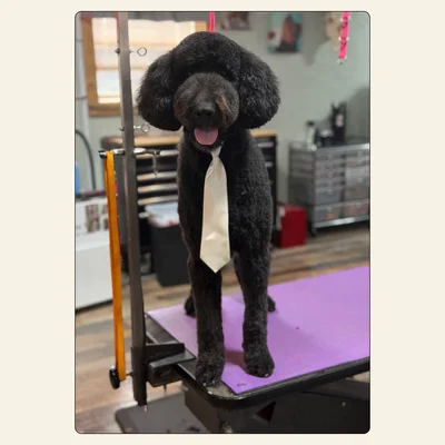 Standard Poodle after a full groom by Tori at Best Friendz Too Grooming in Winston-Salem, NC.