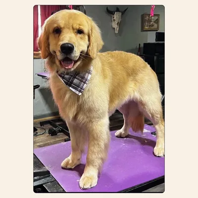 Freshly groomed Golden Retriever after a full trim by Tori Weaver at Best Friendz Too Grooming in Winston-Salem, NC.