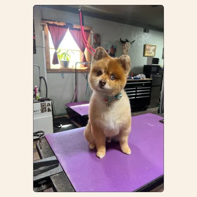 Pomeranian styled in teddy bear trim by Tori Weaver at Best Friendz Too Grooming in Winston-Salem, NC.
