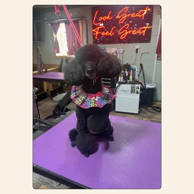 Black poodle with styled puffs and full ears groomed by Tori Weaver at Best Friendz Too Grooming in Winston-Salem, NC.