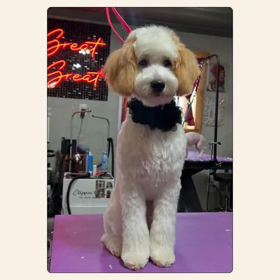White puppy with rounded ears and a clean puppy cut by Tori Weaver at Best Friendz Too Grooming in Winston-Salem, NC.
