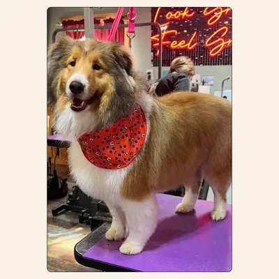Sheltie with feathered coat groomed by Tori Weaver at Best Friendz Too Grooming in Winston-Salem, NC.