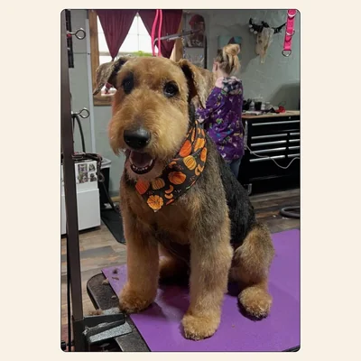 Airedale terrier in a patterned trim groomed by Tori Weaver at Best Friendz Too Grooming in Winston-Salem, NC.